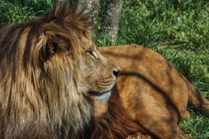 Navigating the Ecosystem of Smart Plugs and Power Strips