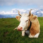 How Temperature and Time Affect Meat Tenderness