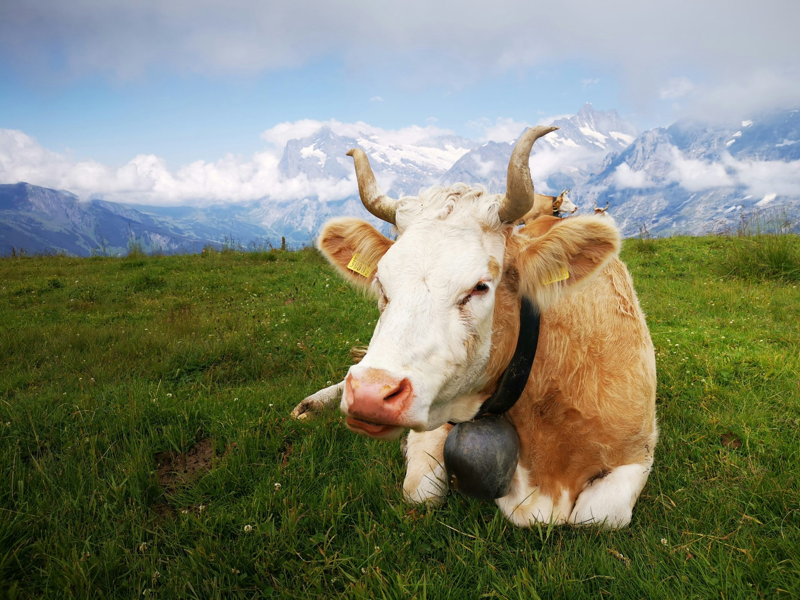 How Temperature and Time Affect Meat Tenderness