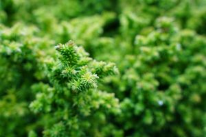 The Underrated Power of Simple Herbs and Fresh Aromatics